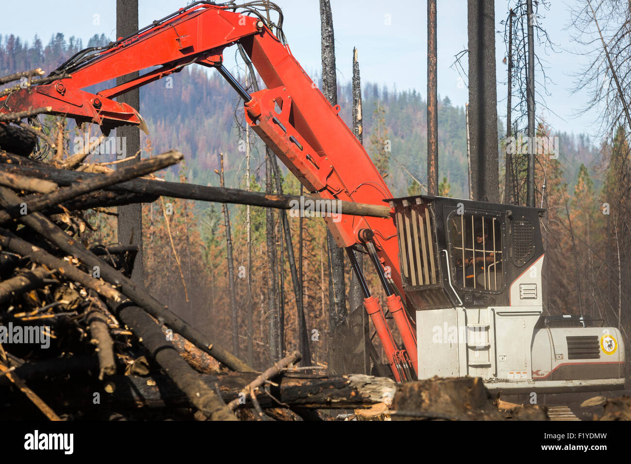 Timber faller hires stock photography and images Alamy