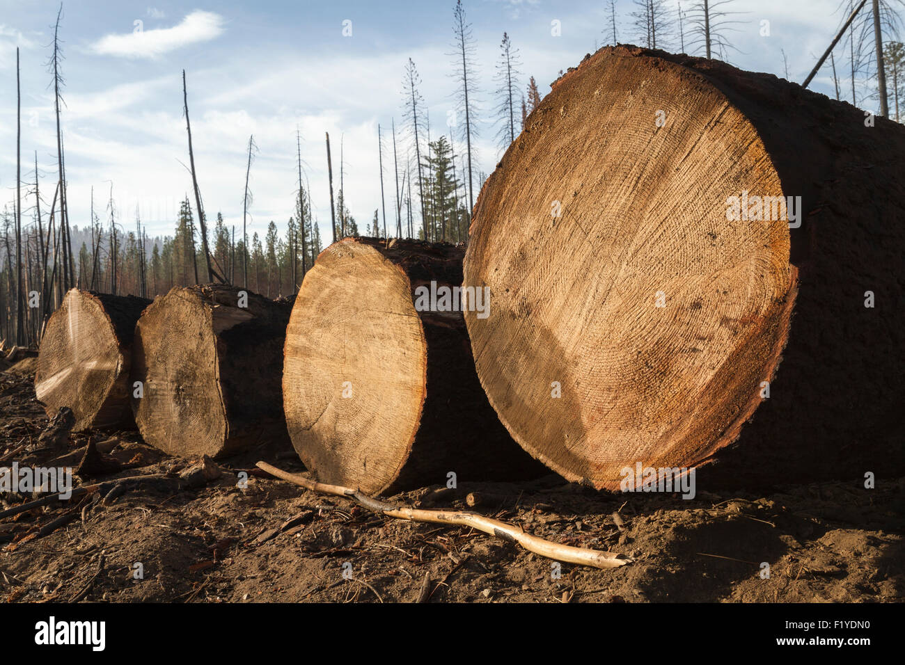 Rim fire hires stock photography and images Alamy