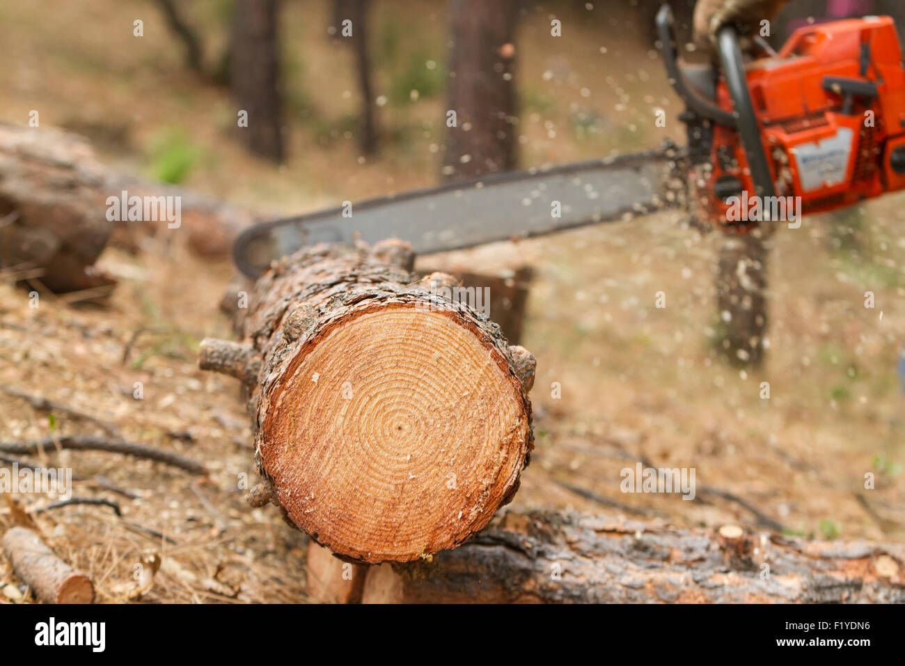 Log,Forestry,Chainsaw,Forest Stock Photo Alamy