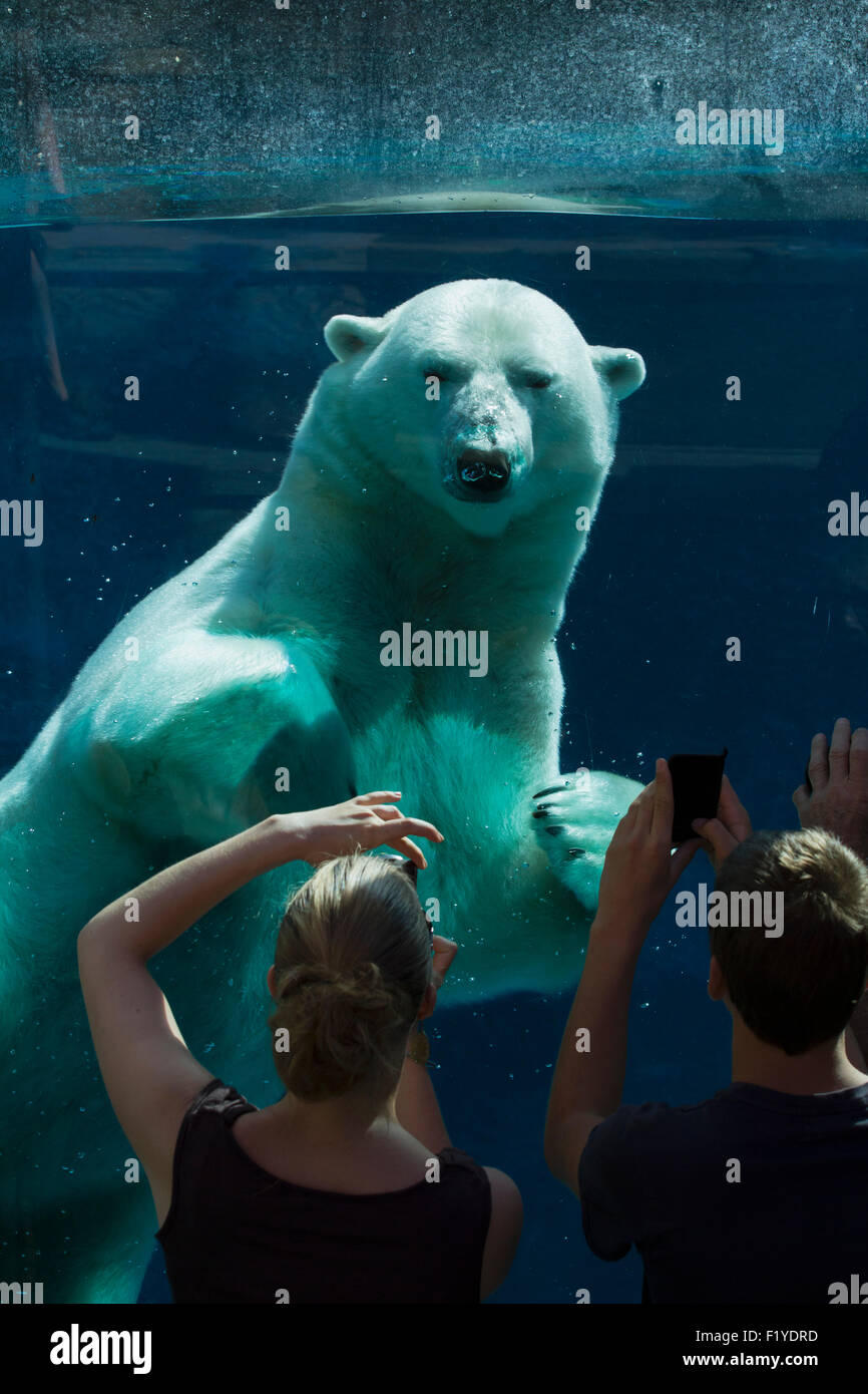 brumas polar bear fish tank Polar bear aquarium hi-res stock photography and images