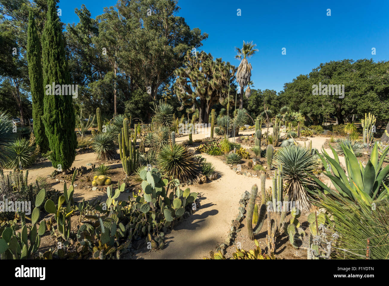 The Arizona Cactus Garden Or Refered To As The Stanford Cactus
