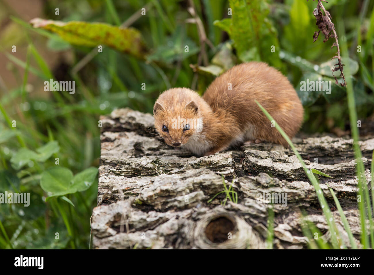 Weasel on a log Stock Photo