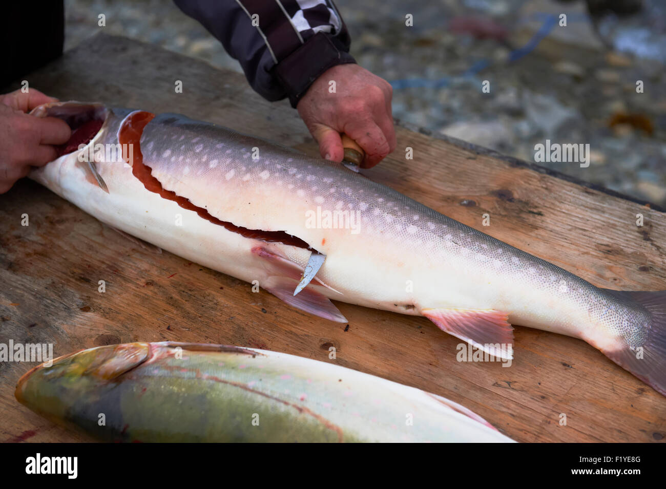 Canada,Nunavut,Arctic Ocean,Arctic Char Stock Photo Alamy