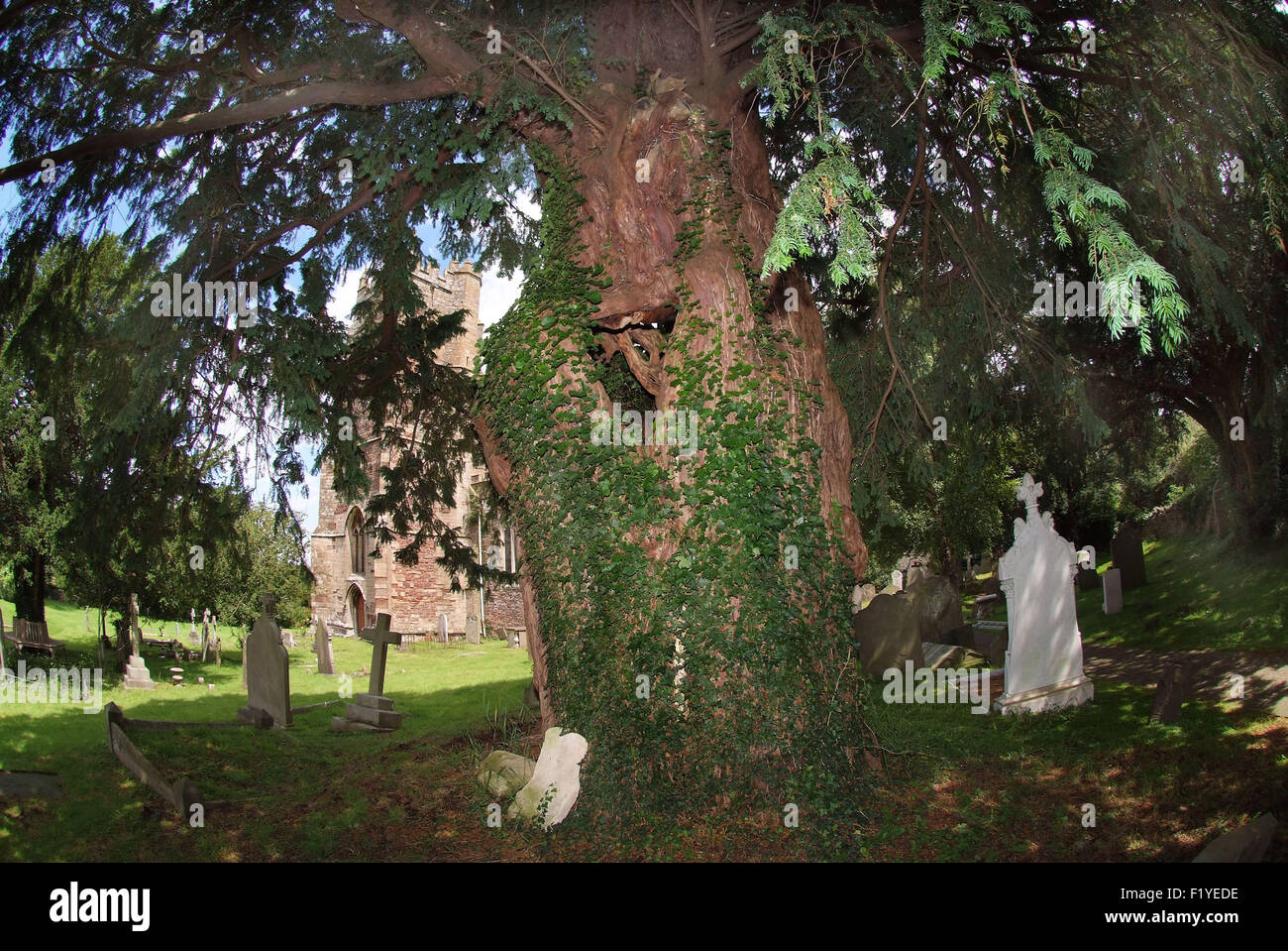 Ancient English yew trees (Taxus Baccata) growing in a churchyard in Portbury, with yew expert Tim Hills. a UK Stock Photo