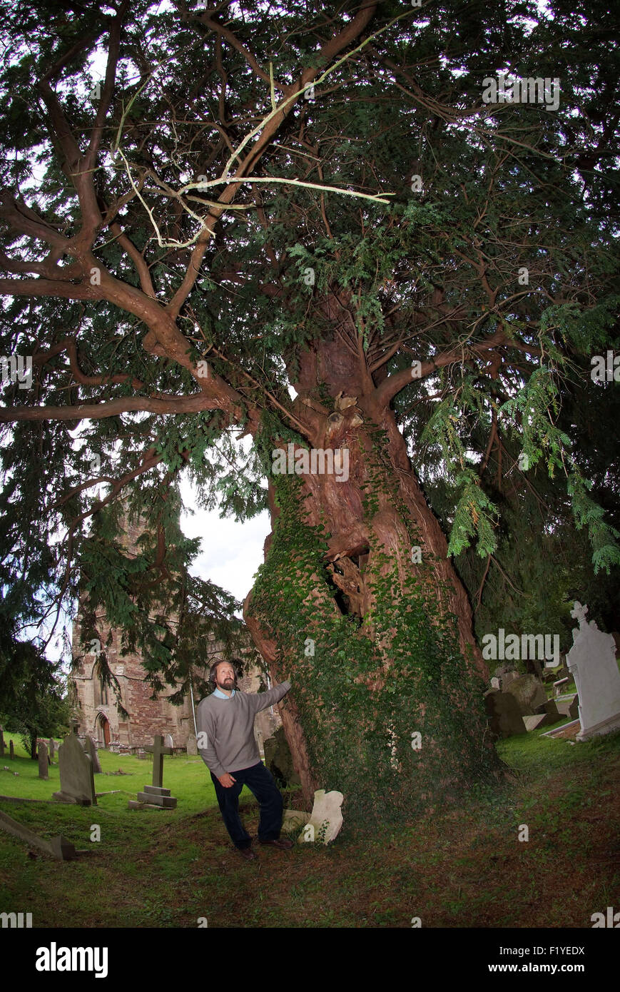 Ancient English yew trees (Taxus Baccata) growing in a churchyard in Portbury, with yew expert Tim Hills. a UK Stock Photo