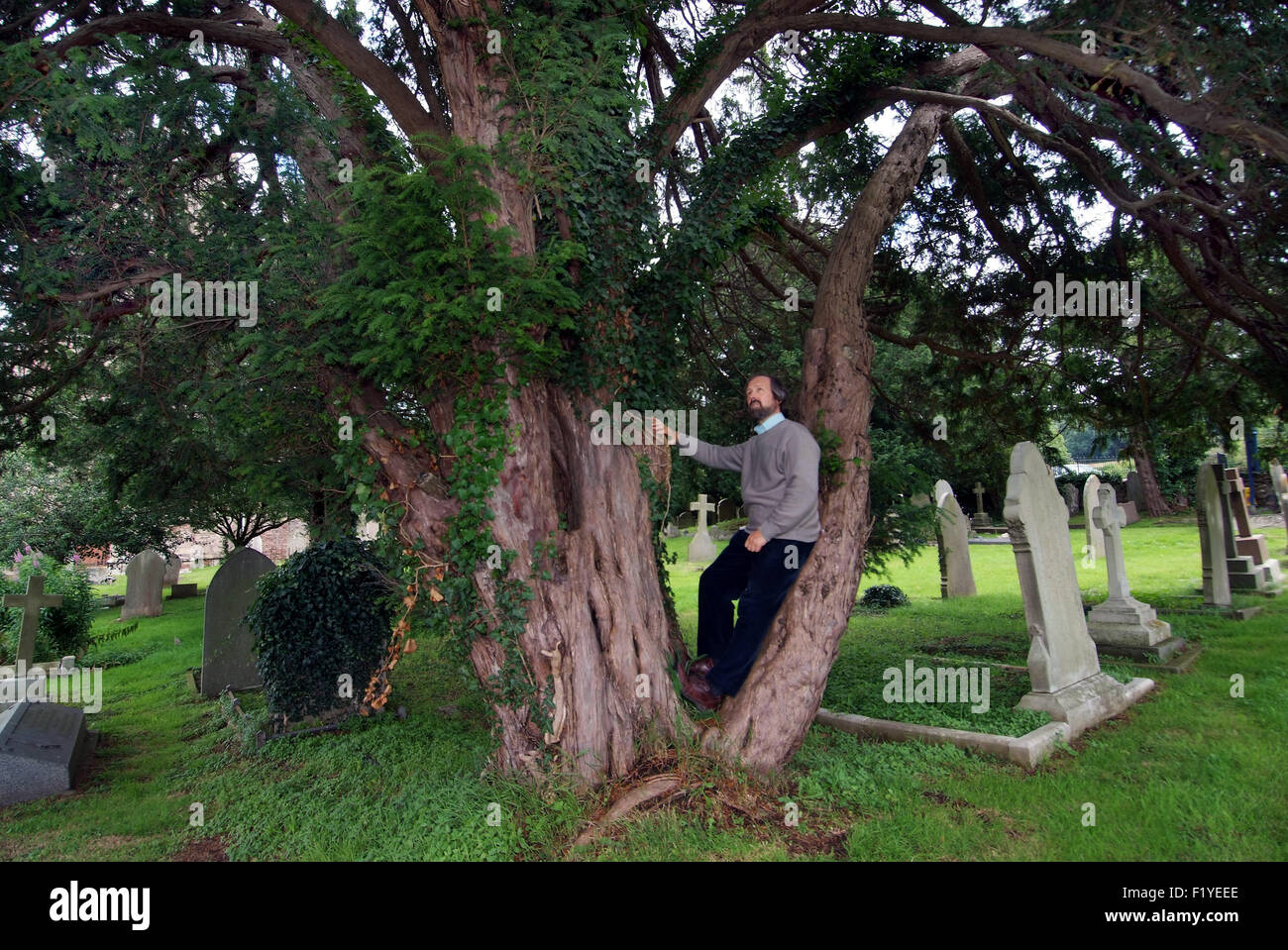 Ancient English yew trees (Taxus Baccata) growing in a churchyard in