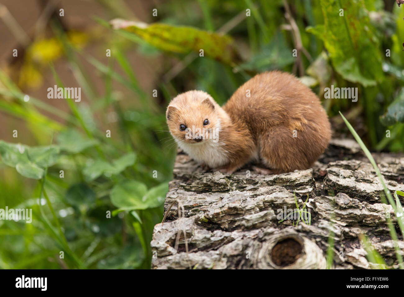 Weasel on a log with out of focus foliage in the background. The weasel is very small and Britain's smallest carnivore Stock Photo