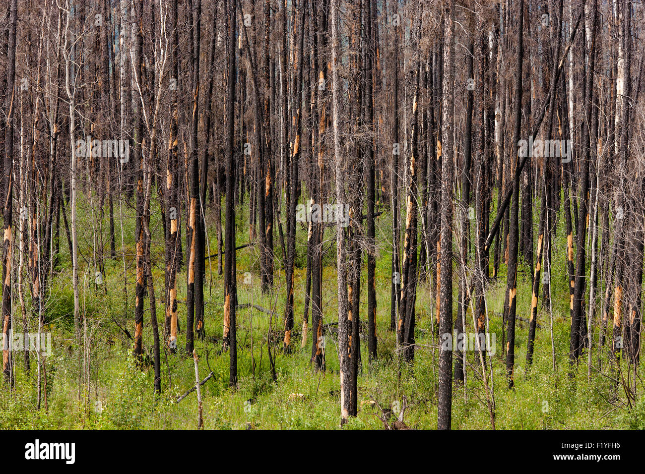 Canada,Aftermath,Forest Fire,Spruce Tree Stock Photo