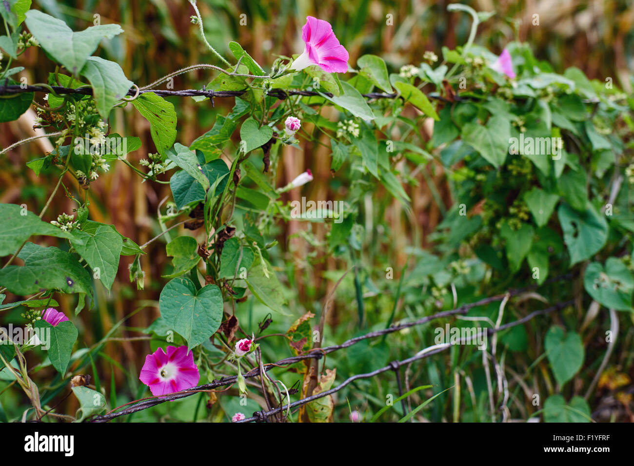 Morning glory blooms grow on a wired fence. Stock Photo