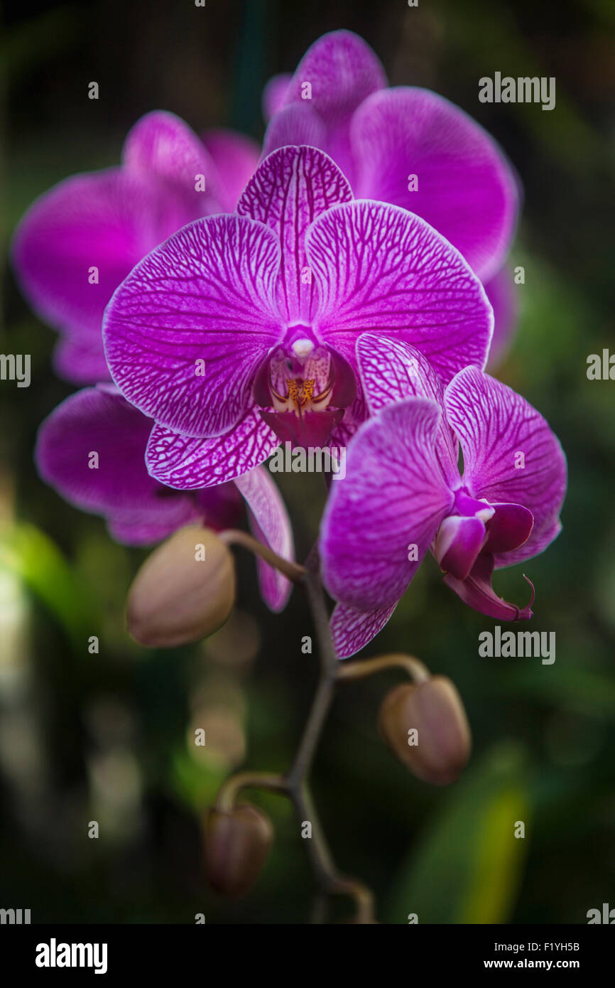 Hawaiian purple orchid hires stock photography and images Alamy
