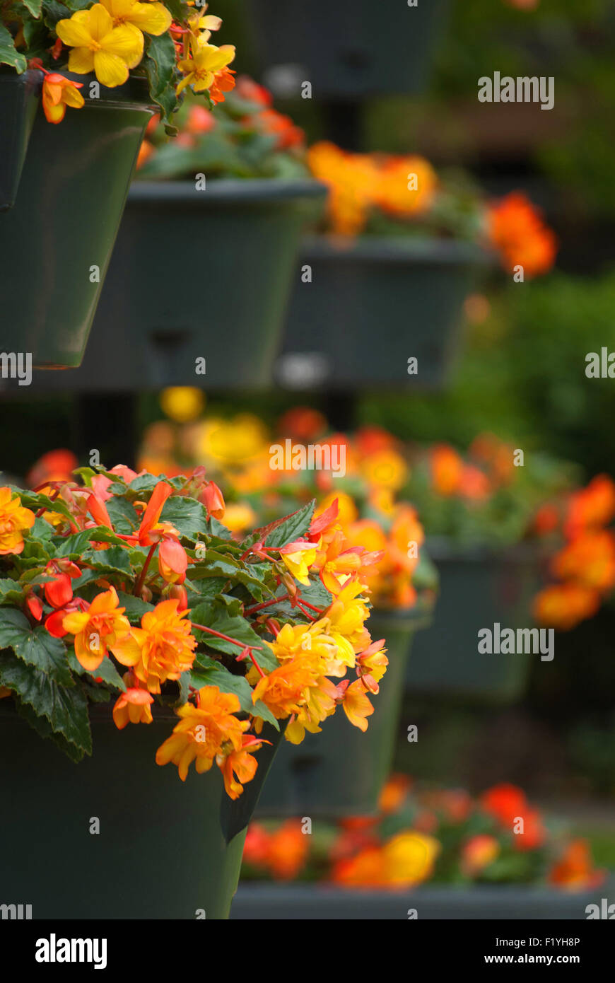 Begonias hanging baskets hires stock photography and images Alamy