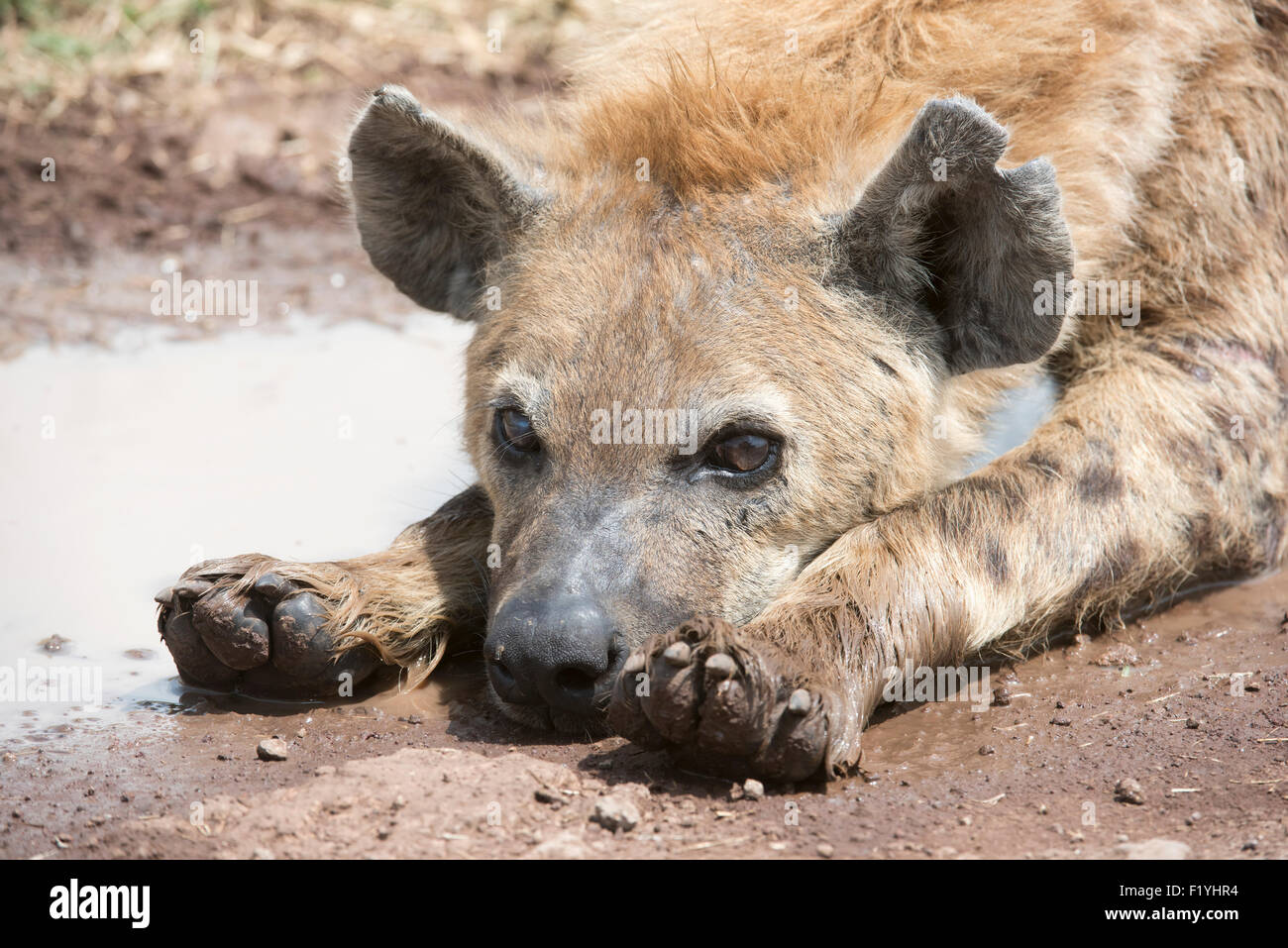 Portrait,Tanzania,Wildlife,Spotted Hyena Stock Photo - Alamy