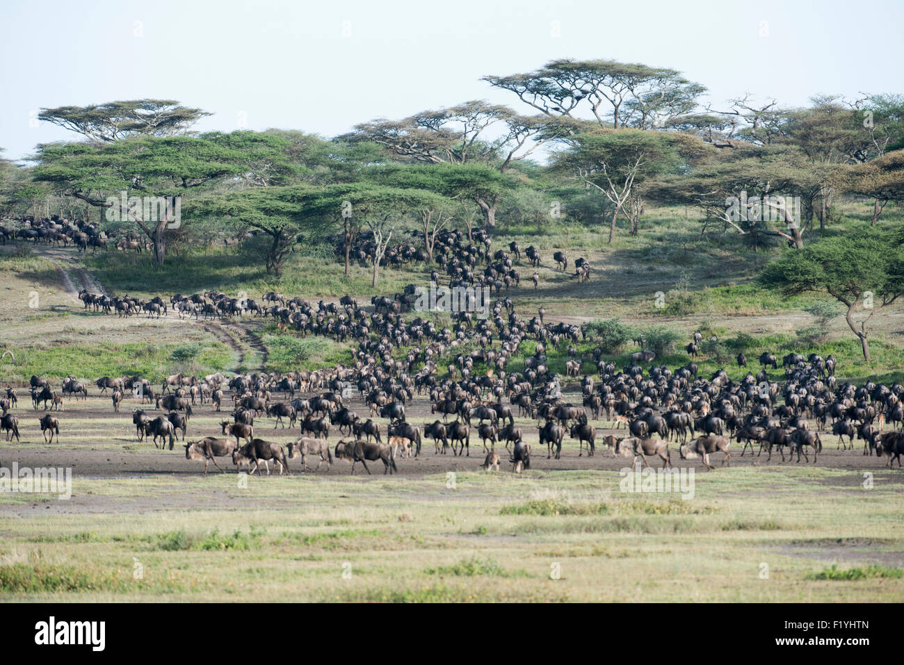 Herd wildebeest acacia tree hi-res stock photography and images - Alamy