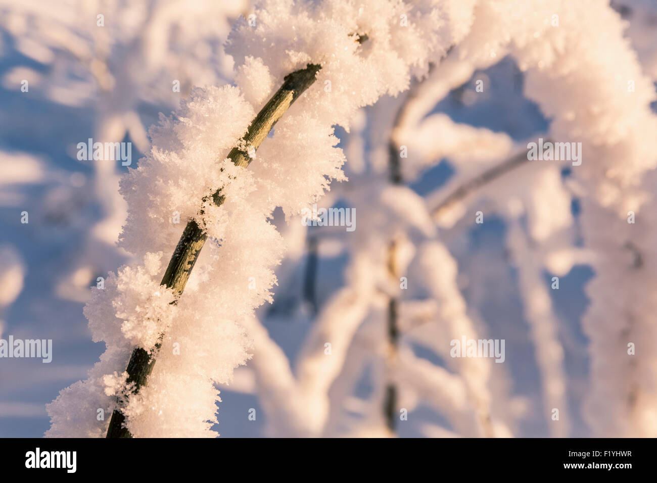 Plant,Hoarfrost,Alaska,Copper River Valley Stock Photo Alamy