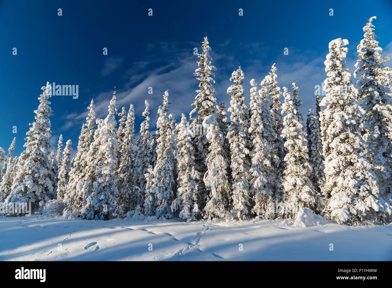 Hoarfrost,Alaska,Copper River Valley Stock Photo Alamy