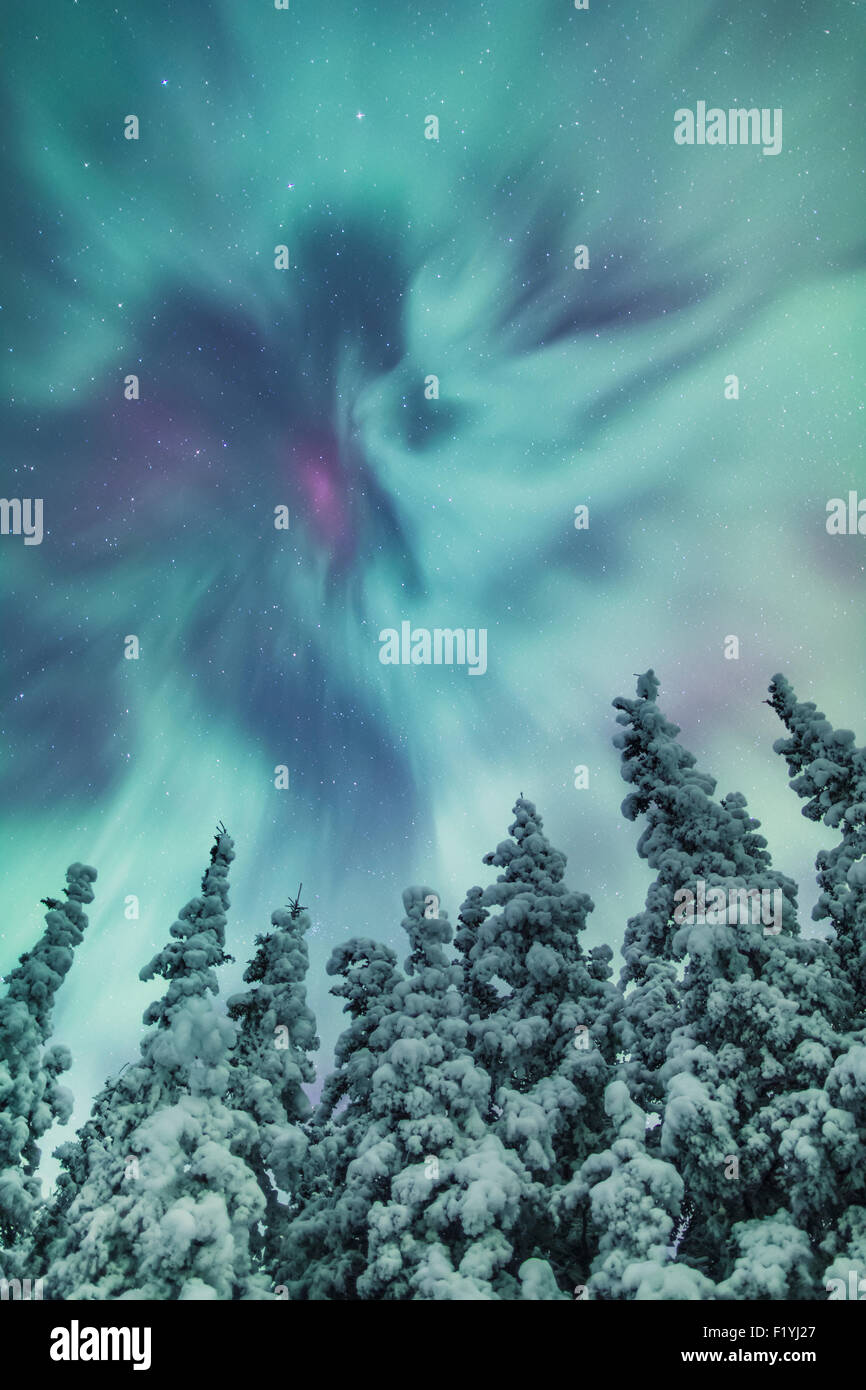 Alaska,Aurora Borealis,Forest,Copper River Stock Photo Alamy