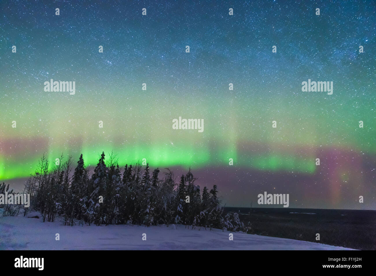 Alaska,Aurora Borealis,Forest,Copper River Stock Photo Alamy