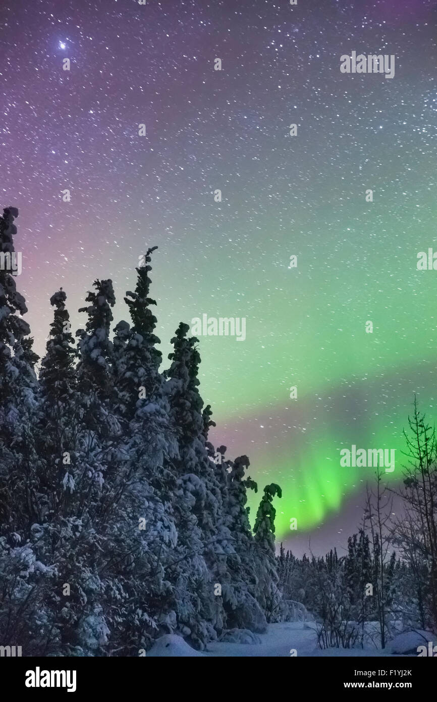 Alaska,Aurora Borealis,Forest,Copper River Stock Photo Alamy