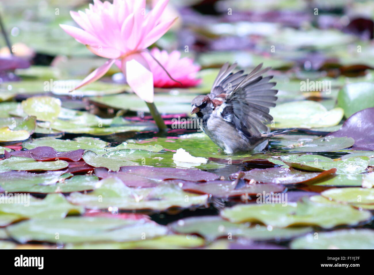 Sparrow on a Lily Pad Stock Photo Alamy