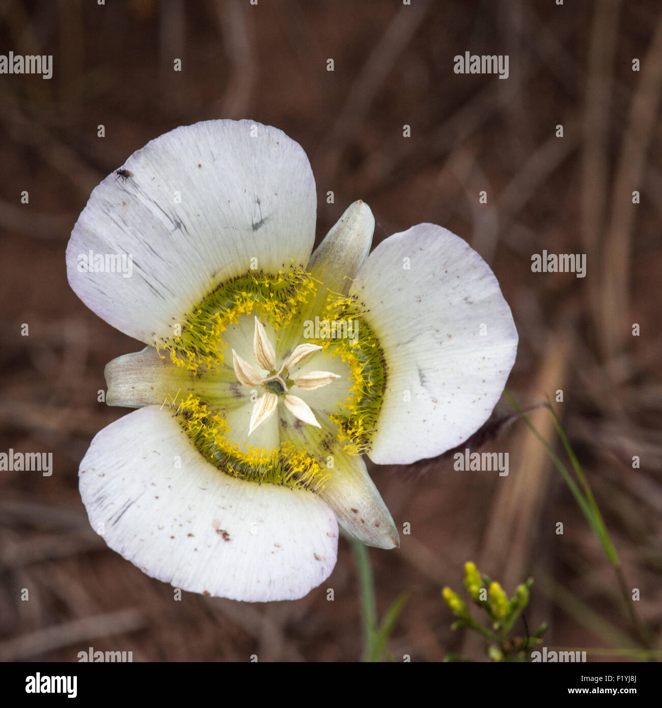 A Sego Lily aka Mariposa Lily, genus Calochortus and probably C. nuttallii (Nuttall's Sego Lily) in Saguache County, Colorado at Stock Photo