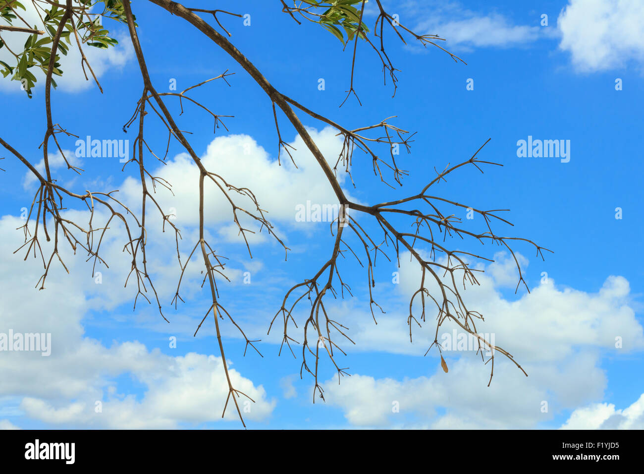The tree branches against blue sky background Stock Photo - Alamy
