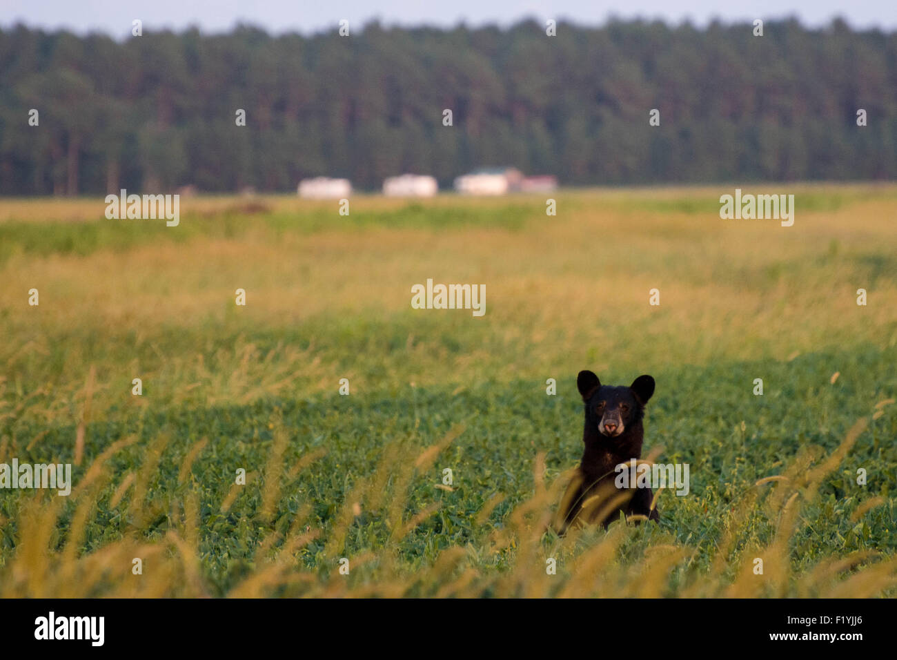 A black bear stands up to take a look in a field in eastern North Carolina. Stock Photo