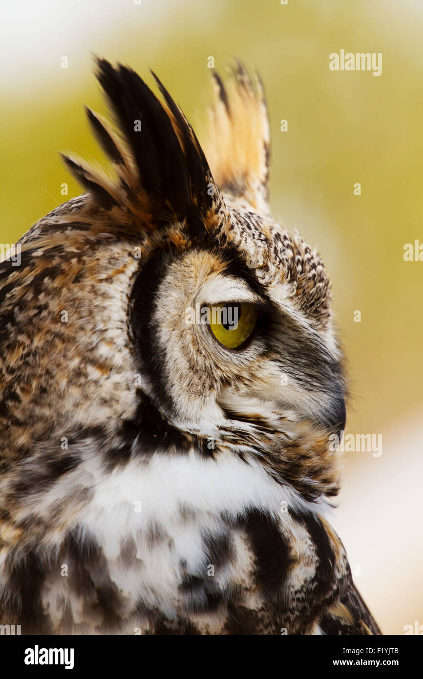 Canada,Quebec,Wildlife,Close,Great Horned Owl Stock Photo