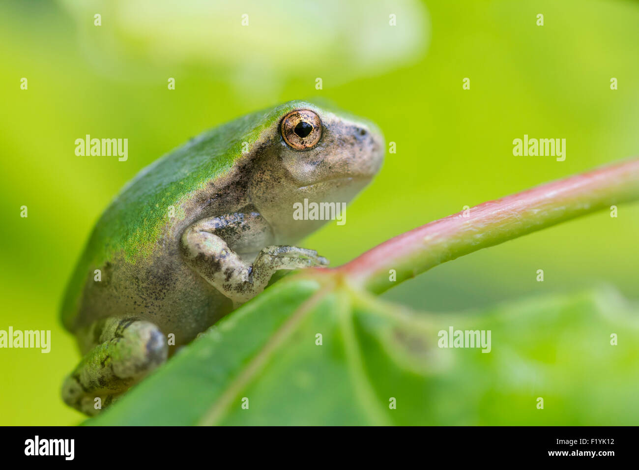 Canada,Quebec,Wildlife,Gray Tree Frog Stock Photo Alamy