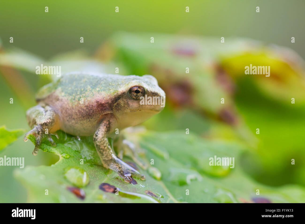 Canada,Quebec,Wildlife,Gray Tree Frog Stock Photo Alamy