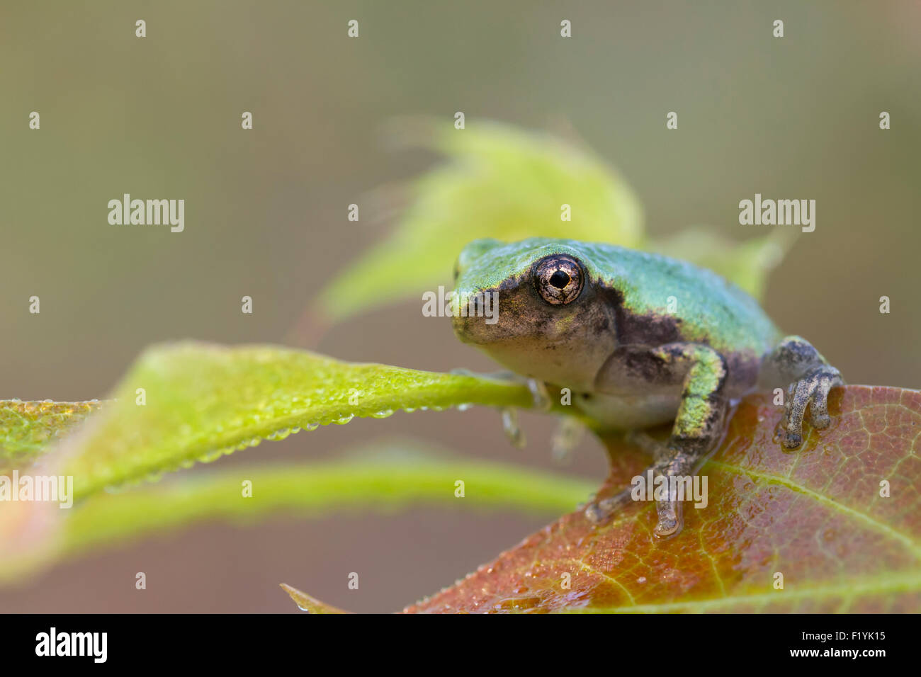 Canada,Quebec,Wildlife,Gray Tree Frog Stock Photo Alamy