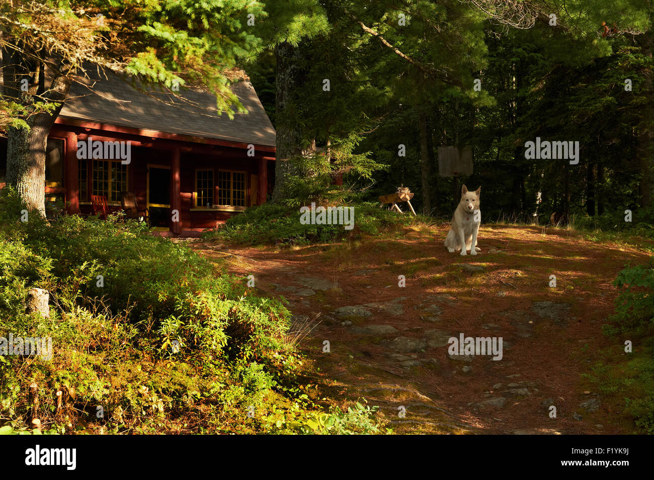 Canada,Dog,Quebec,Log Cabin,Pet Stock Photo