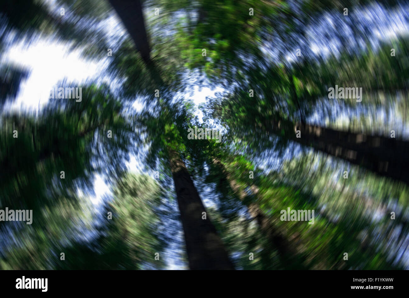Giant Redwood,Huboldt Redwoods State Park Stock Photo