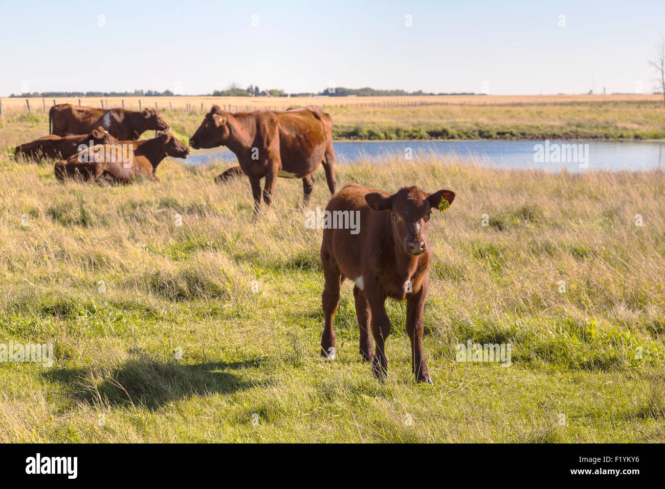 Feed cattle alberta hires stock photography and images Alamy