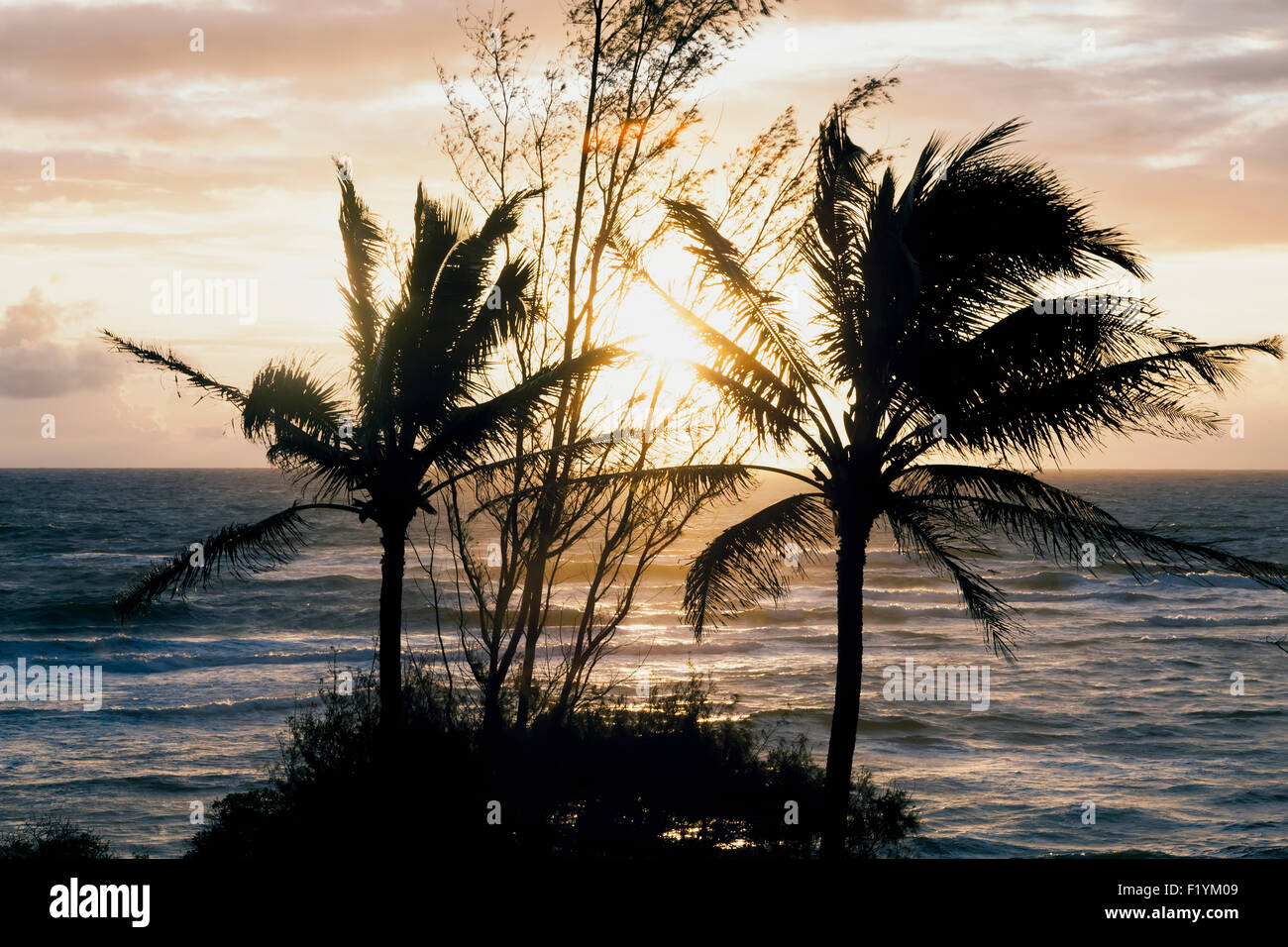 Hawaii beach palm tree hi-res stock photography and images - Alamy
