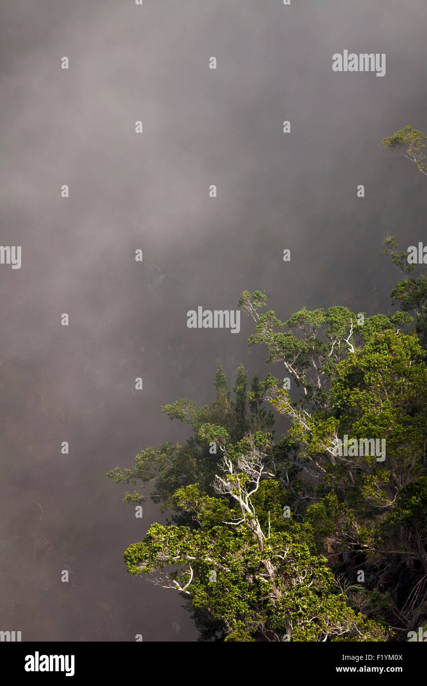 Tree,Fog,Kauai,Hawaii,Emergence Stock Photo