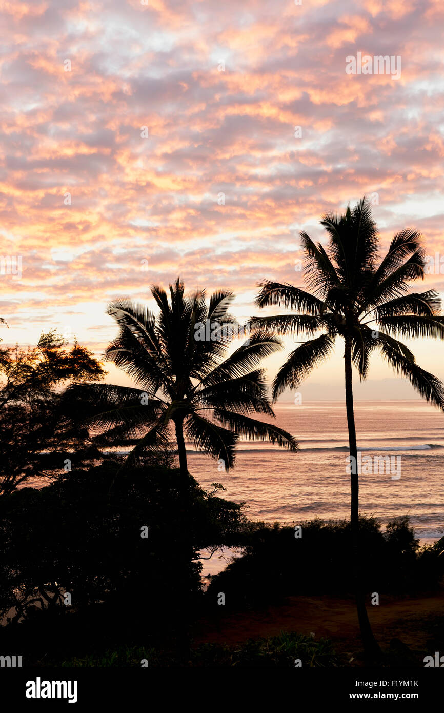 Hawaii beach palm tree hi-res stock photography and images - Alamy