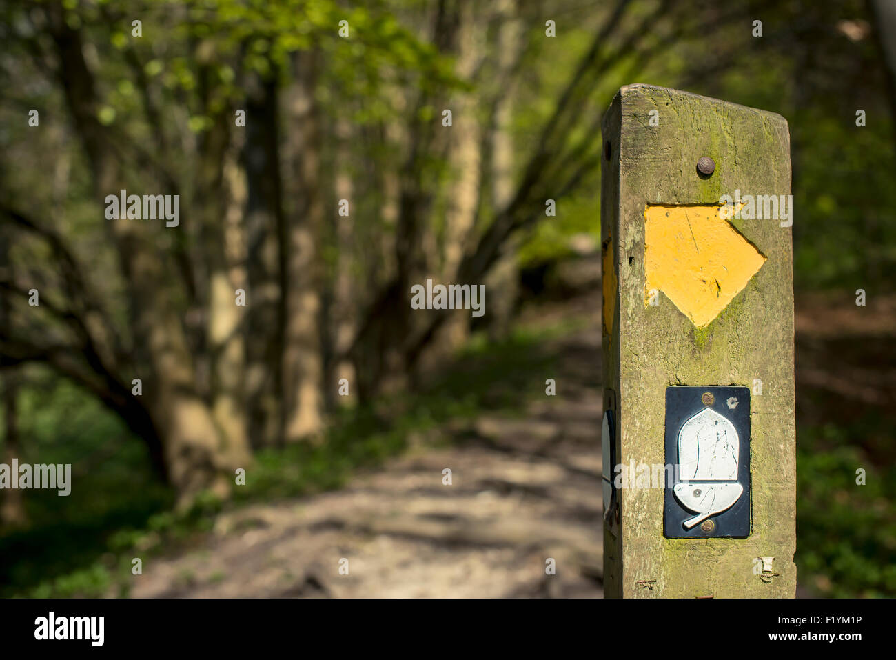 England,Sign Post,Forest,Hertfordshire Stock Photo