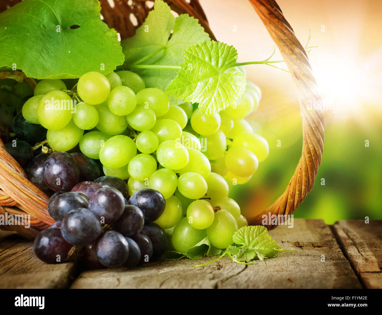 grapes plant how to make wine from green and red Grapes Stock Photo Alamy