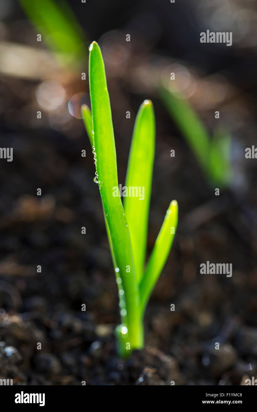 No one green onion outdoors hi-res stock photography and images - Alamy