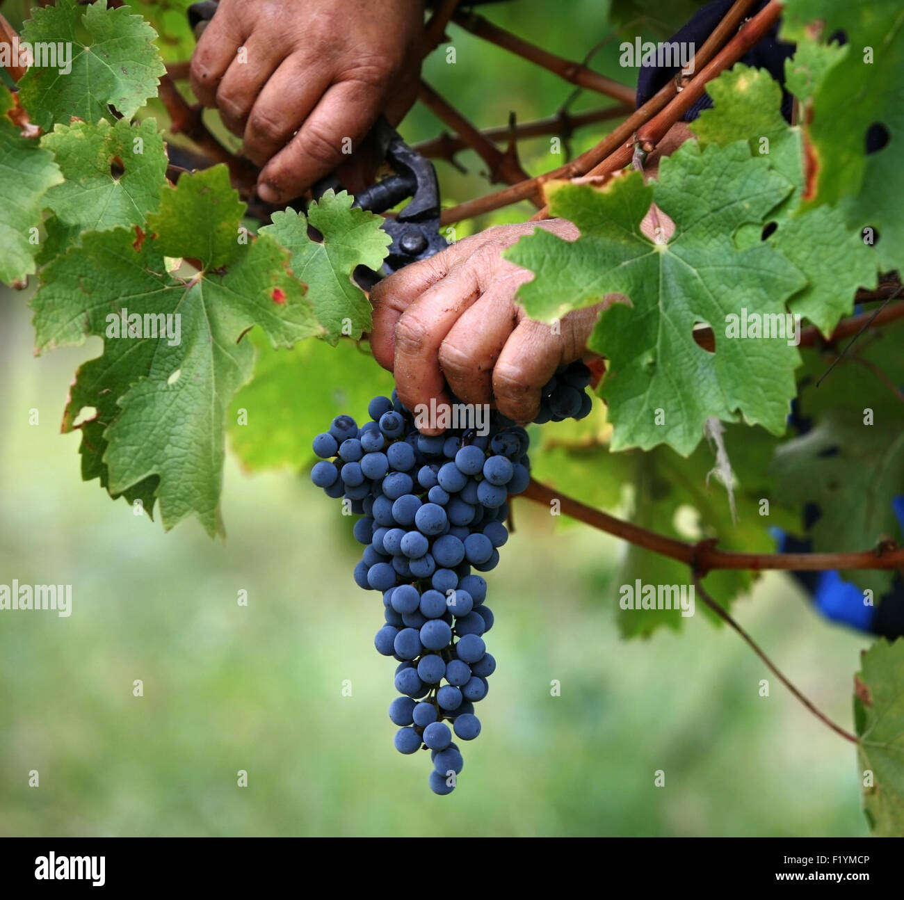 grapes plant how to make wine from green and red Grapes Stock Photo Alamy