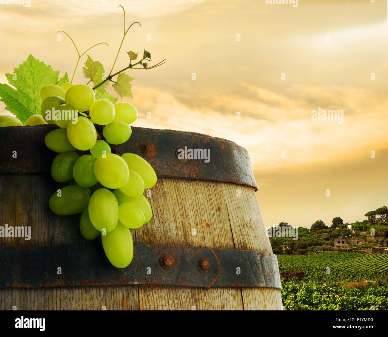 grapes plant how to make wine from green and red Grapes Stock Photo Alamy