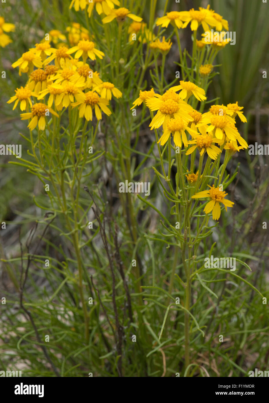 Broom Ragwort (Senecio spartioides), an extremely common plant in the ...