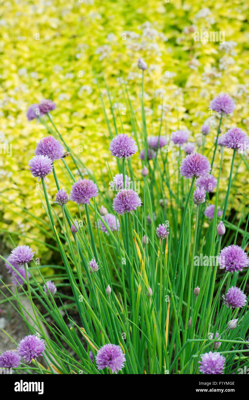 Allium schoenoprasum. Chive flowers Stock Photo - Alamy