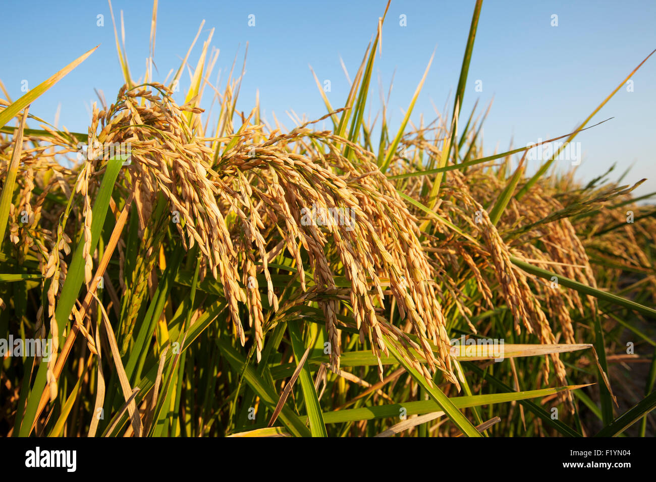 Rice Plant England High Resolution Stock Photography and Images - Alamy