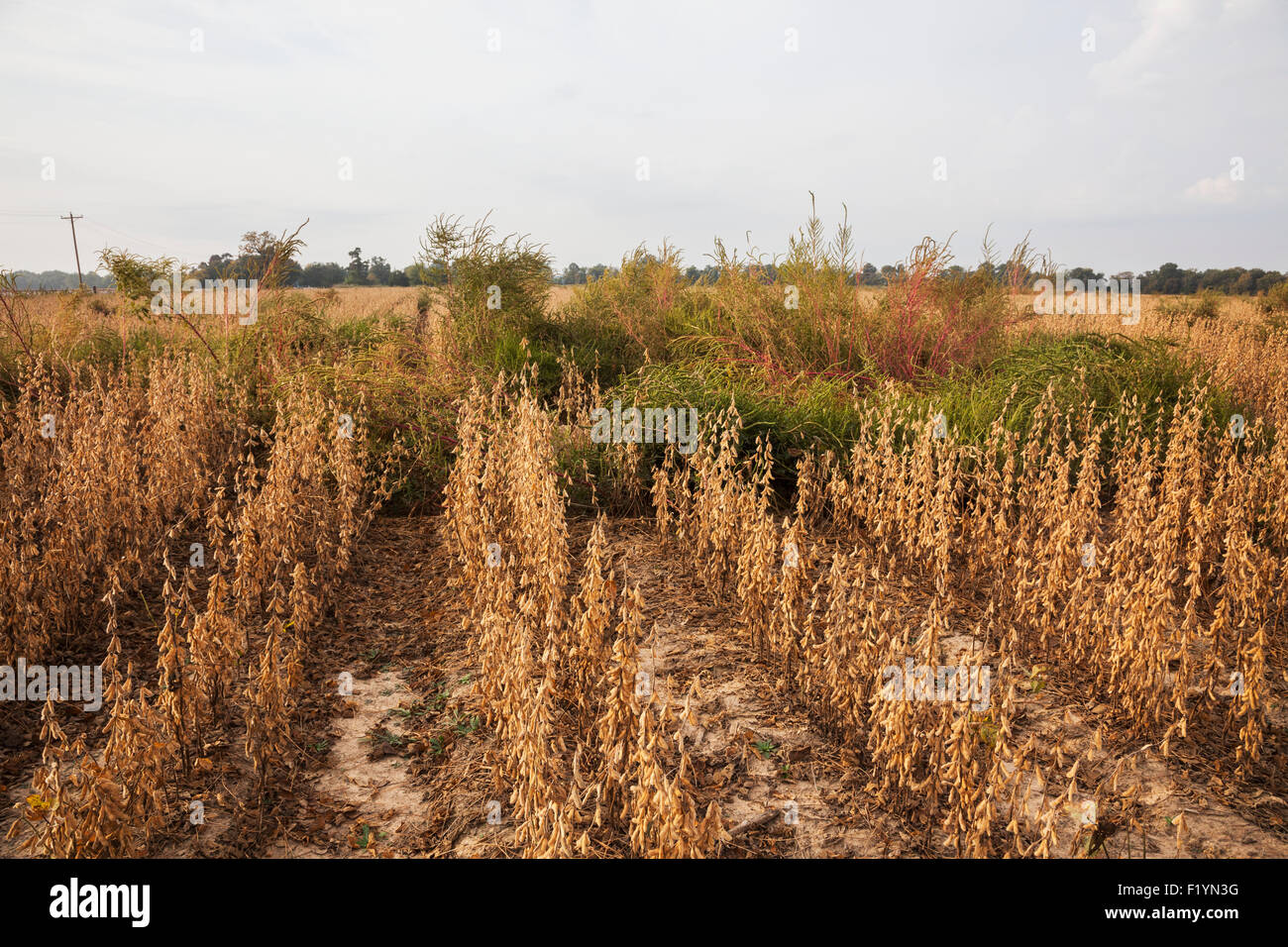 Soybean growth stage hi-res stock photography and images - Alamy