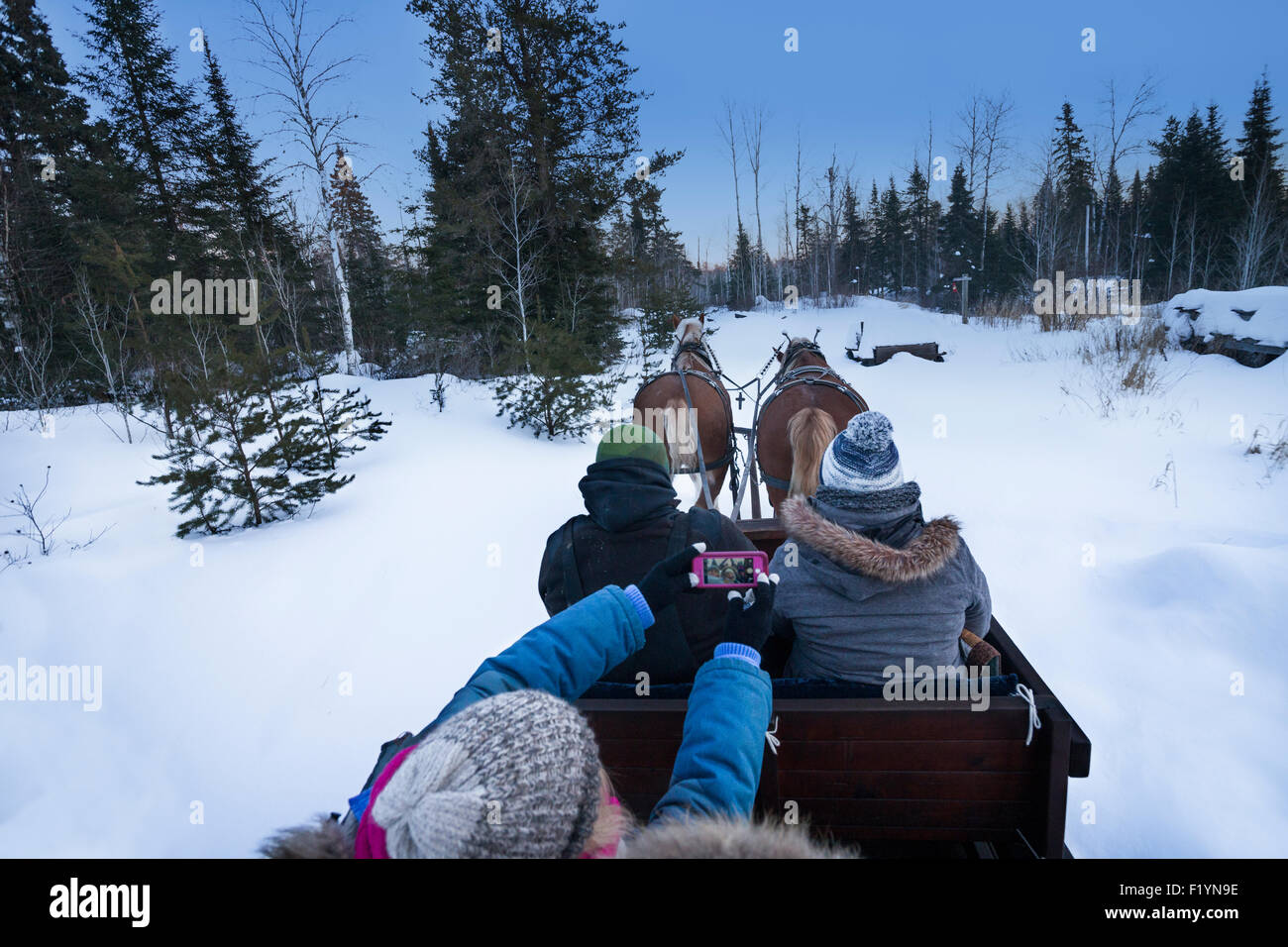 Belgium draft horses pull a sleigh through a snowy wilderness with pine trees in northern Minnesota in winter Stock Photo