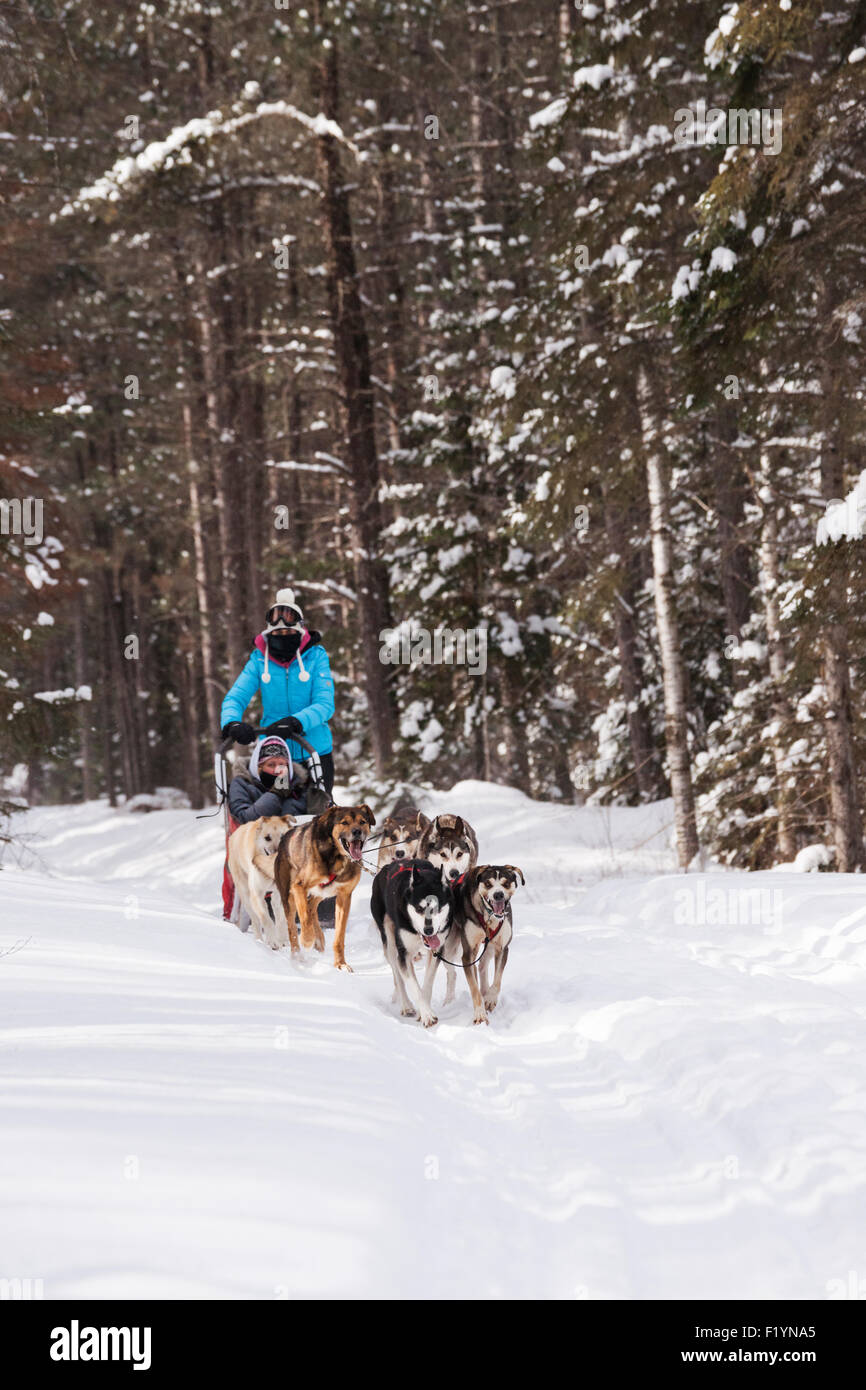Dog sledding through snowy wilderness, Ely, Minnesota, USA Stock Photo