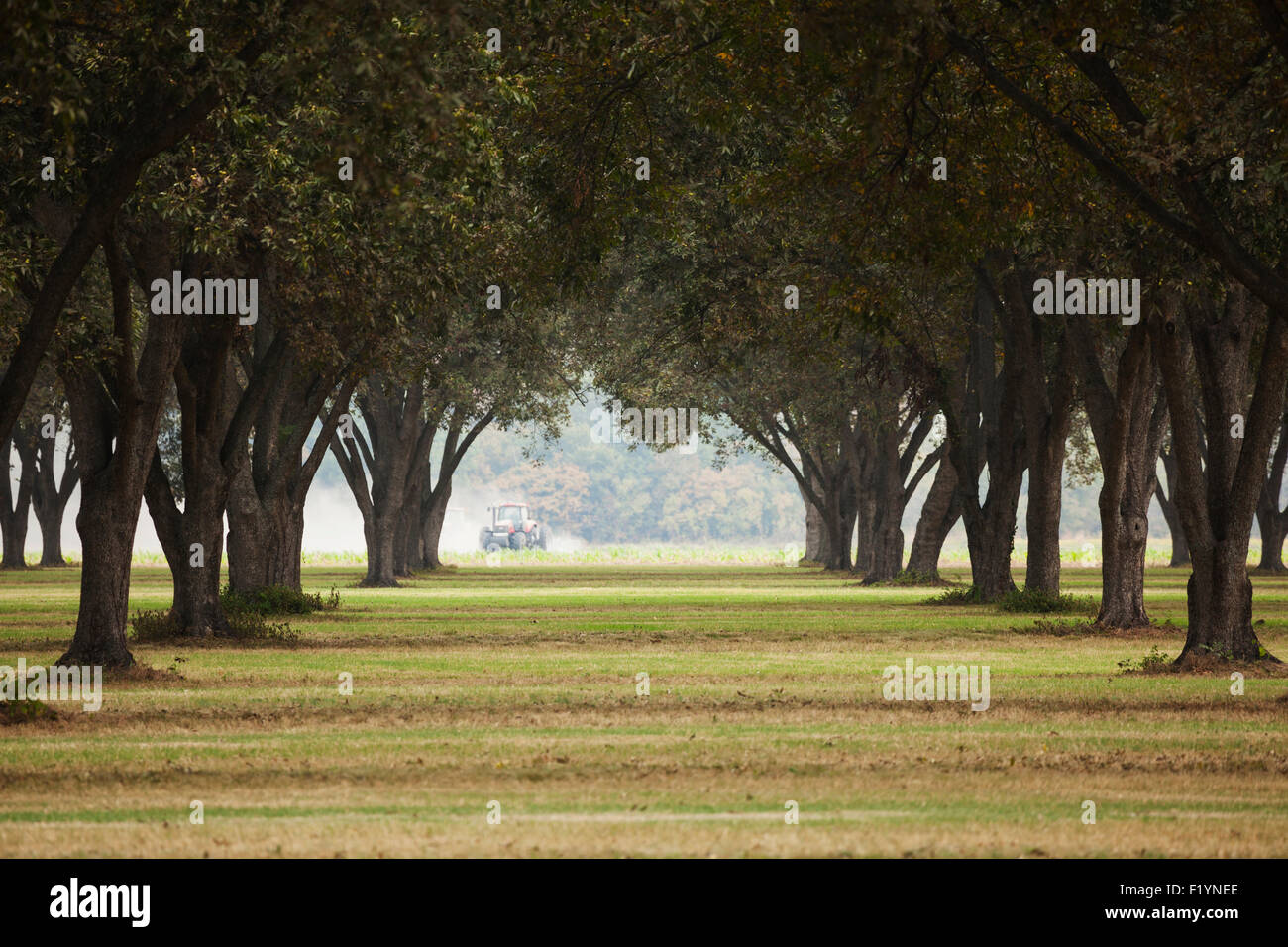 Growth,England,Arizona,Grove,Tree,Pecan Stock Photo