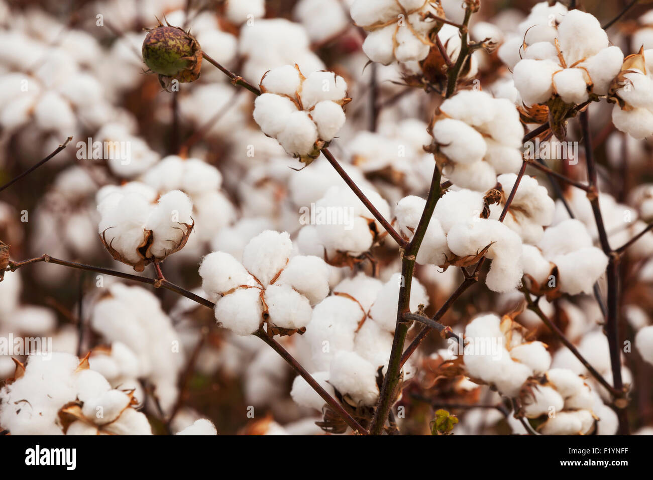Cotton boll stem gossypium hi-res stock photography and images - Alamy