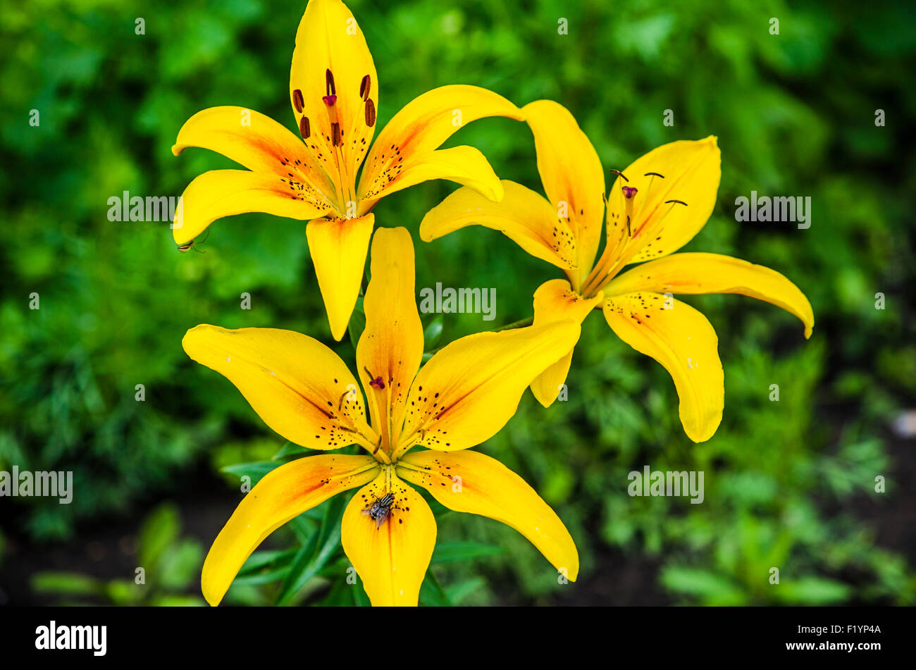 Yellow lily flowers hi-res stock photography and images - Alamy